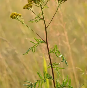 Tansy (Tanacetum vulgare)
