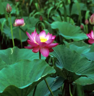 Sacred Lotus (Nelumbo nucifera)