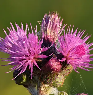 Marsh Thistle (Cirsium palustre)