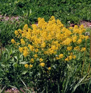 Black Mustard (Brassica nigra)