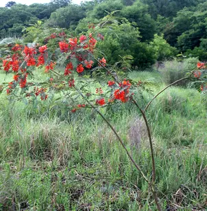 Scarlet Wisteria Tree (Sesbania punicea (Sesbania tripetii))