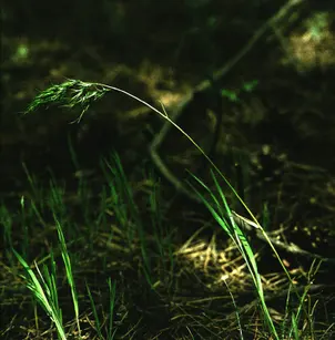 Bulbous Bluegrass (Poa bulbosa)