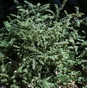 Japanese Barberry (Berberis thunbergii)