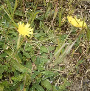 Mouseear Hawkweed (Hieracium pilosella)