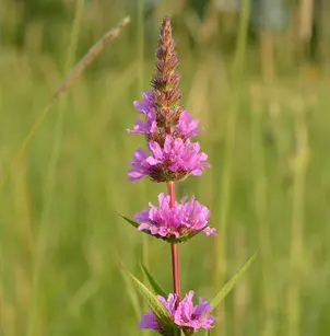Purple Loosestrife (Lythrum salicaria)