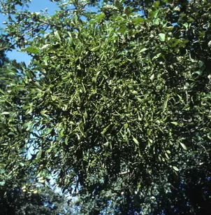 European Mistletoe (Viscum album)