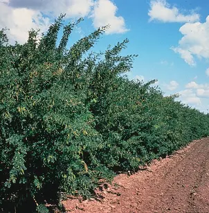Siberian Pea Shrub (Caragana arborescens)