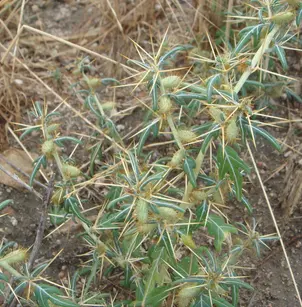 Spiny Cocklebur (Xanthium spinosum)