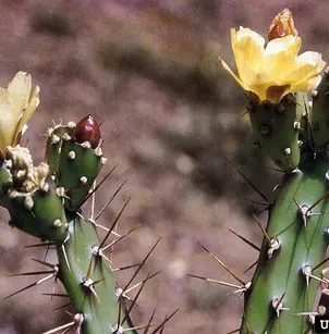 Tiger-Pear (Opuntia aurantiaca)