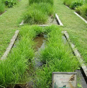 Brownbeard Rice (Oryza rufipogon)