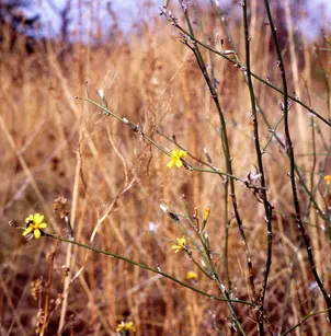 Rush Skeletonweed (Chondrilla juncea)