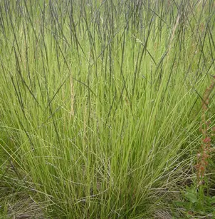 Matgrass (Nardus stricta)