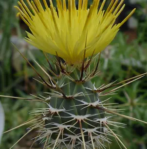 Sulphur Knapweed (Centaurea sulphurea)
