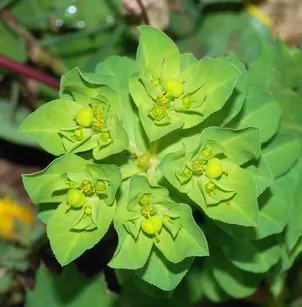 Serrate Spurge (Euphorbia serrata)