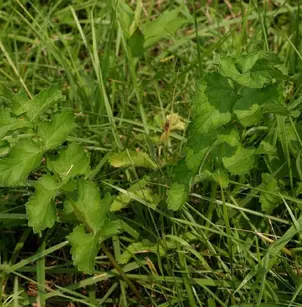 Parsnip (Pastinaca sativa)