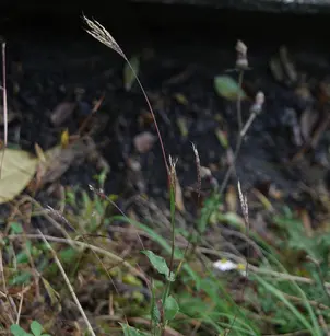 Small Carpetgrass (Arthraxon hispidus)