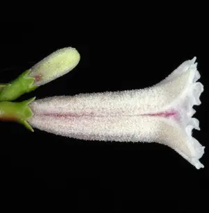 Sewer Vine (Paederia cruddasiana)
