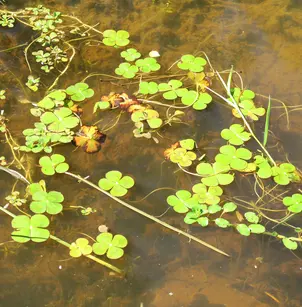 Australian Water-Clover (Marsilea mutica)