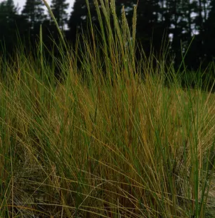 European Beachgrass (Ammophila arenaria)