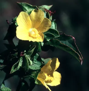 Yellow Leafbract (Malachra alceifolia)
