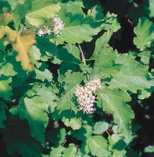 Tatar Maple (Acer tataricum)