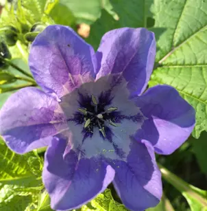 Apple of Peru (Nicandra physalodes)