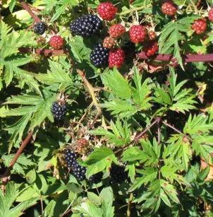 Cutleaf Blackberry (Rubus laciniatus)
