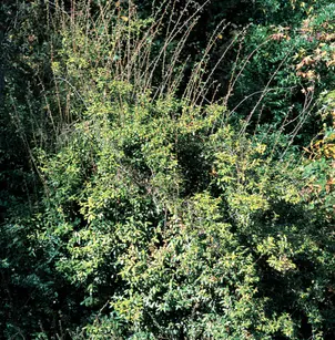 Silverberry (Elaeagnus pungens)