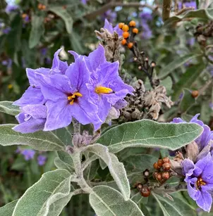 Orangeberry Nightshade (Solanum lanceolatum)