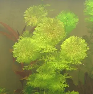 Asian Marshweed (Limnophila sessiliflora)