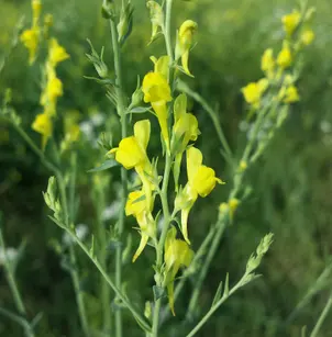 Broomleaf Toadflax (Linaria genistifolia)