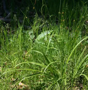 Hanging Sedge (Carex pendula)