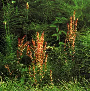 Common Sheep Sorrel (Rumex acetosella)