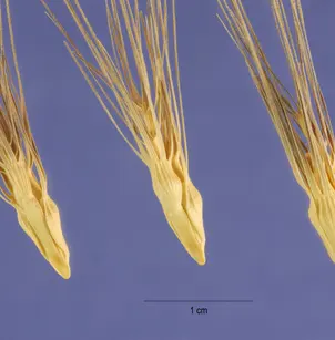 Ovate Goatgrass (Aegilops geniculata)