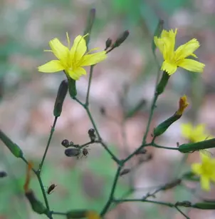 Wall-Lettuce (Mycelis muralis)