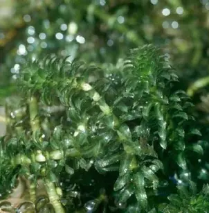 Waterthyme (Hydrilla verticillata)