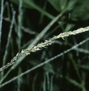 Nimblewill (Muhlenbergia schreberi)