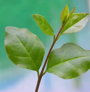 Sunshine Chinese Privet (Ligustrum sinense 'Sunshine')
