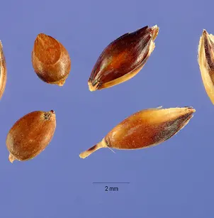 Columbus Grass (Sorghum almum)