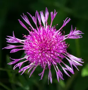 Brownray Knapweed (Centaurea jacea)