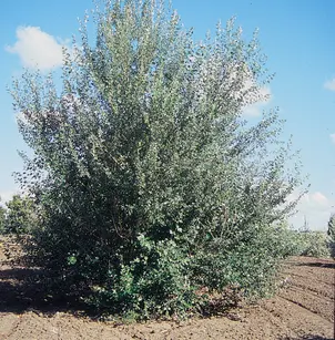 Bolleana Poplar (Populus alba 'Pyramidalis')