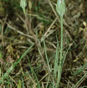Cutleaf Vipergrass (Scorzonera laciniata)