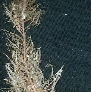 Twoleaf Watermilfoil (Myriophyllum heterophyllum)