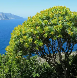 Tree Spurge (Euphorbia dendroides)