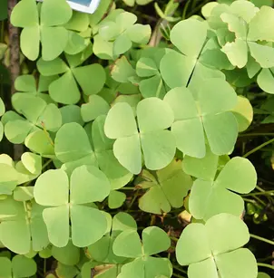 Dwarf Waterclover (Marsilea minuta)