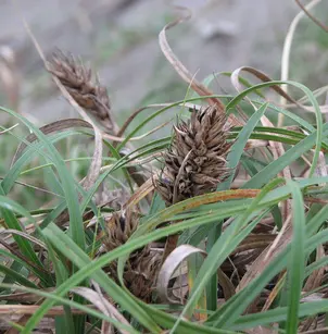 Japanese Sedge (Carex kobomugi)