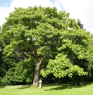 Empress Tree (Paulownia tomentosa)