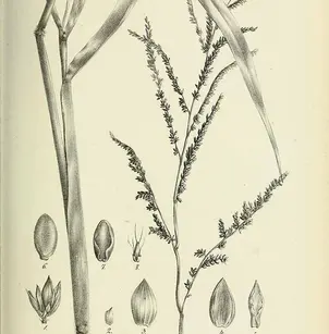 Para Grass (Urochloa mutica)