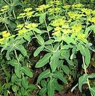 Eggleaf Spurge (Euphorbia oblongata)