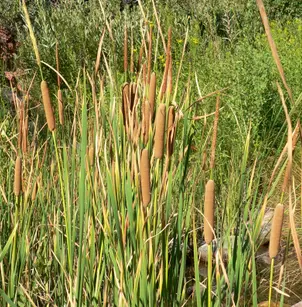 Southern Cattail (Typha domingensis)